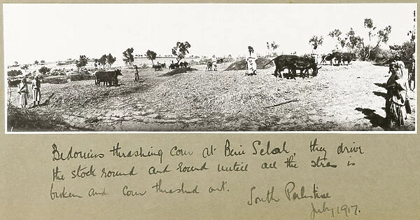 Bedouins threshing corn at Beni Saleh, July 1917 (b  /  w photo)