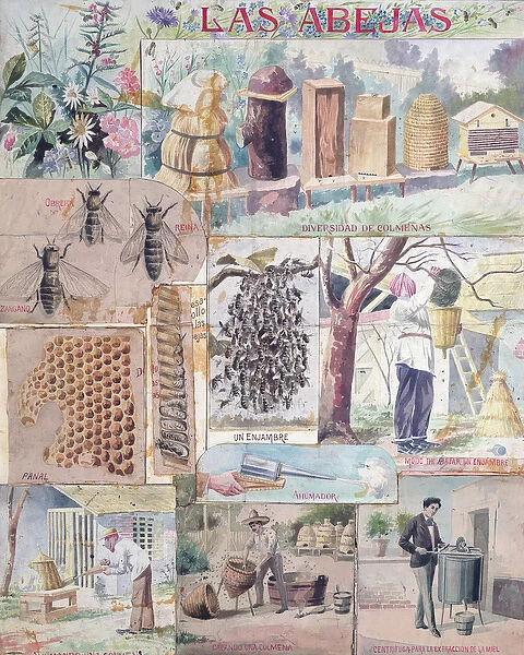 Bee Culture, illustration made in France intended for publication in Mexico, c