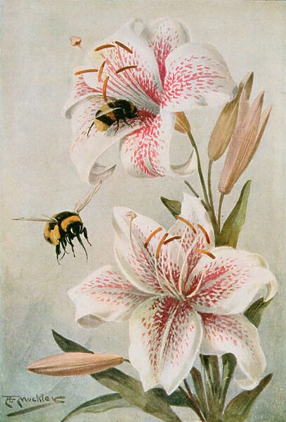 Bees and Lilies, illustration from Stories of Insect Life by William J. Claxton, 1912 (colour litho)
