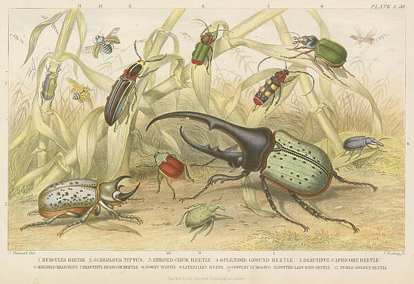 Beetles (coloured engraving)