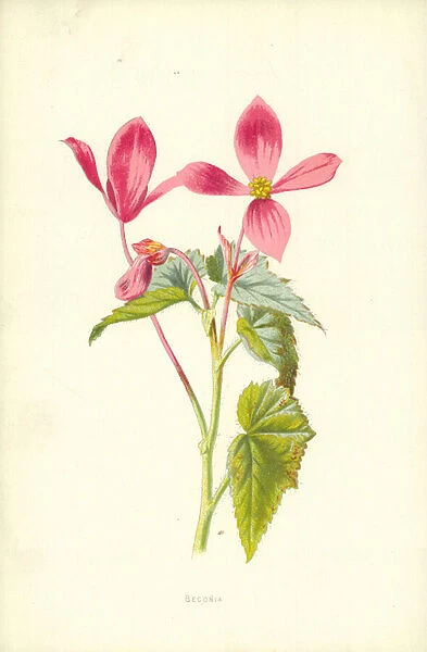 Begonia. LLM457245 Begonia by Hulme, Frederick Edward 