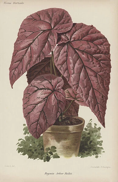 Begonia Arthur Mallet (chromolitho)