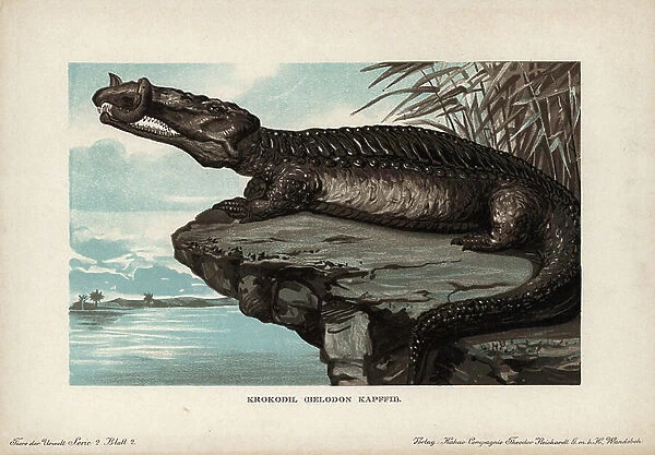 Belodon, genus of reptile, apparent to the crocodile of the Triassic era. Chromolithography of F. John (series prehistoric animals of the Reichardt Cocoa Company), originally published in 'Animals of the Prehistoric World', 1910, Hamburg (Germany)