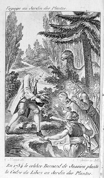 Bernard de Jussieu, French botanist (1699-1777) plants a cedar from Lebanon in the garden