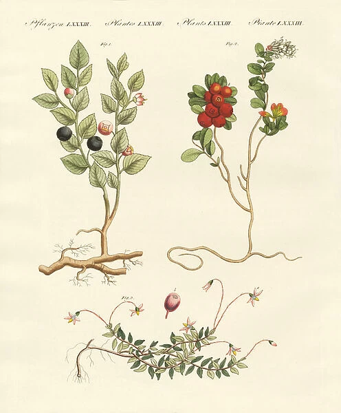 Berry bushes (coloured engraving)