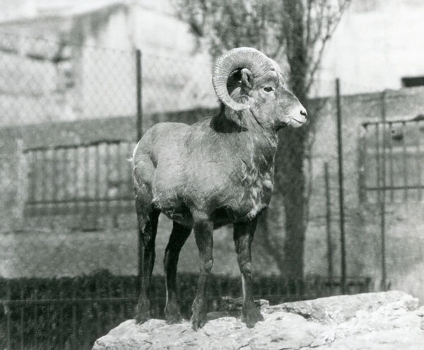 A Bighorn Sheep ram standing on a rock looking out over his enclosure at the foot of