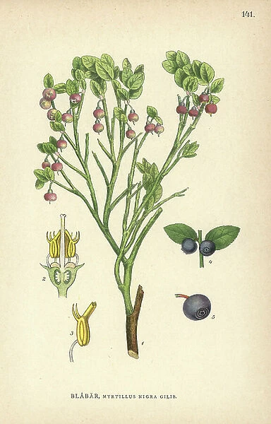 Bilberry, Myrtillus nigra Gilib