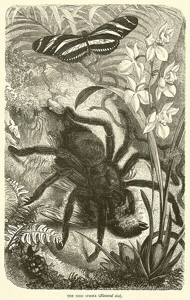 The Bird Spider, Natural size (engraving)