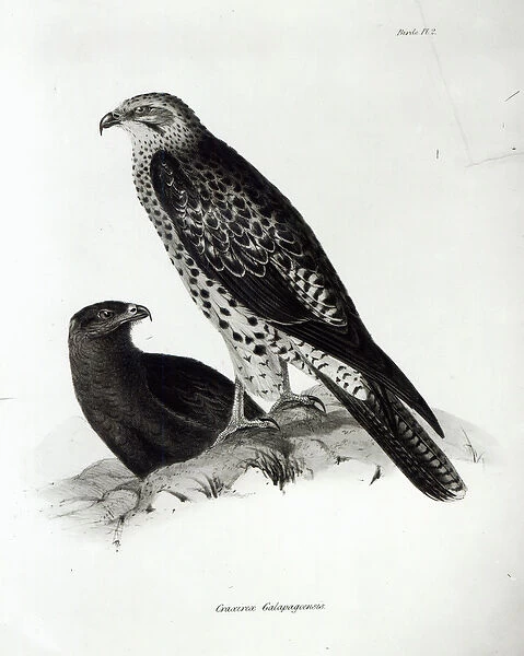 Birds of Prey, plate 2 from The Zoology of the Voyage of H