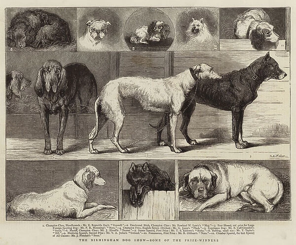 The Birmingham Dog Show, Some of the Prize-Winners (engraving)