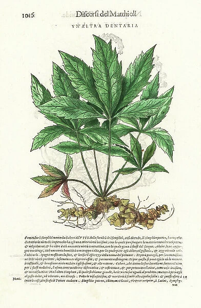 Bittercress, Cardamine species (un altra dentaria). Handcoloured woodblock print by Wolfgang Meyerpick after an illustration by Giorgio Liberale from Pietro Andrea Mattioli's Discorsi di P.A