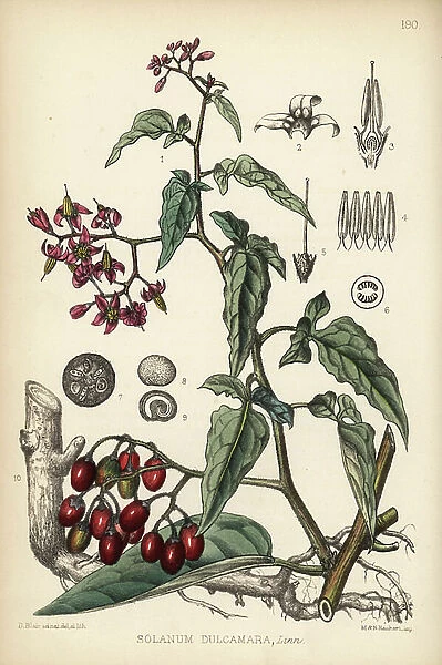 Bittersweet or woody nightshade, Solanum dulcamara. Handcoloured lithograph by Hanhart after a botanical illustration by David Blair from Robert Bentley and Henry Trimen's Medicinal Plants, London, 1880