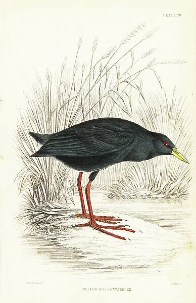 Black crake, Zapornia flavirostra (Yellow-billed waterhen, Gallinula flavirostra). Handcoloured steel engraving by William Lizars after William Swainson from Sir William Jardine's Naturalist's Library: Ornithology: Birds of Western Africa