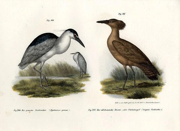 Black-crowned Night Heron, 1864 (colour litho)