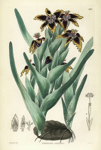 Black flag, Ferraria crispa (Blunt-leaved ferraria, Ferraria obtusifolia). Handcoloured copperplate engraving by Weddell after Edwin Dalton Smith from John Lindley and Robert Sweet's Ornamental Flower Garden and Shrubbery, G. Willis, London, 1854