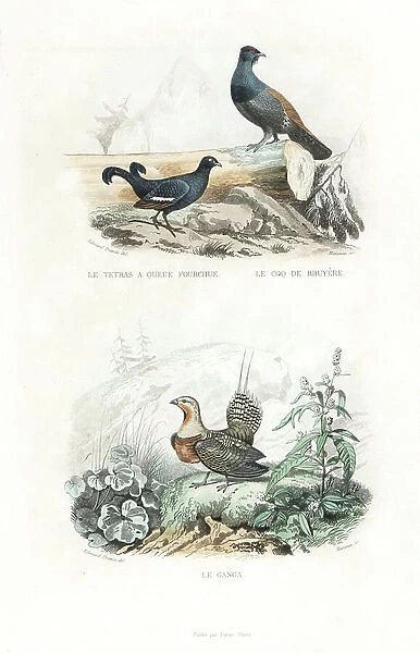 Black grouse, Tetrao tetrix, western Capercaillie, Tetrao urogallus, and pin-tailed sandgrouse, Pterocles alchata. Handcoloured engraving on steel by Manceau after a drawing by Edouard Travies from Richard's 'New Edition of the Complete Works of
