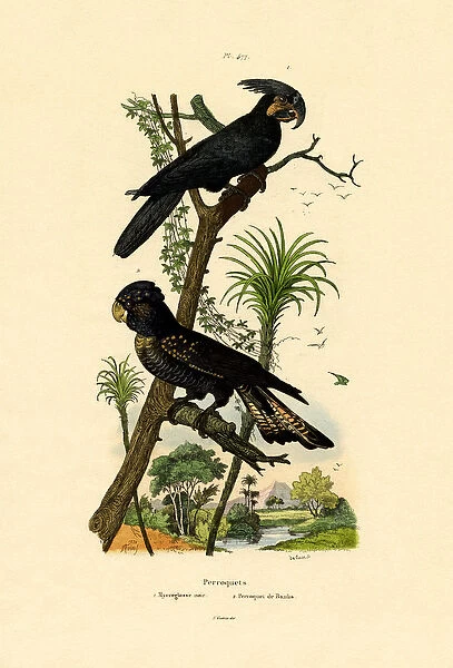 Black Palm Cockatoo, 1833-39 (coloured engraving)