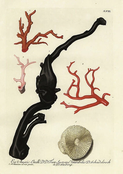 Black and red corals and a mushroom coral, Fungia fungites (Madrepora fungites)