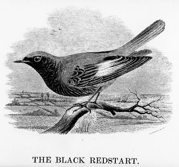 The Black Redstart, illustration from A History of British Birds by William Yarrell