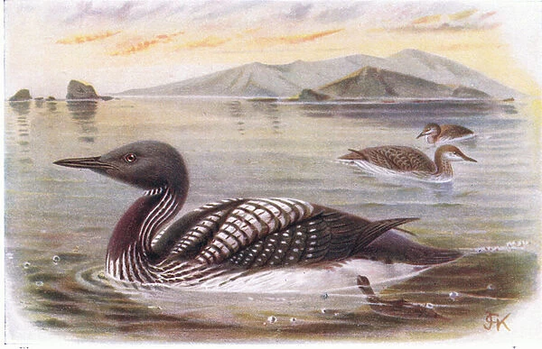 Black Throated Diver (colour litho)