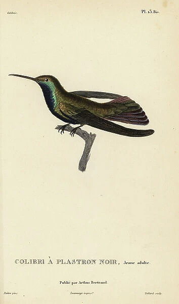 Black-throated mango, Anthracothorax nigricollis (Trochilus mango). Juvenile. Handcolored steel engraving by Coutant after an illustration by Jean-Gabriel Pretre from Rene Primevere Lesson's Natural History of the Colibri Genus of Hummingbirds