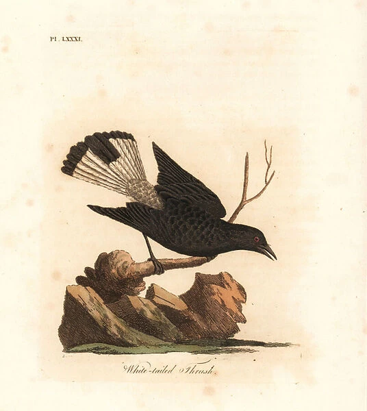 Black wheatear, Oenanthe leucura (White tailed thrush, Turdus leucurus)
