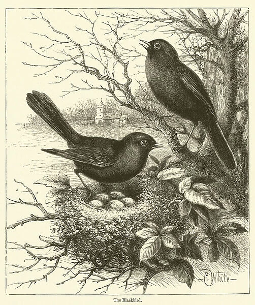 The Blackbird (engraving)