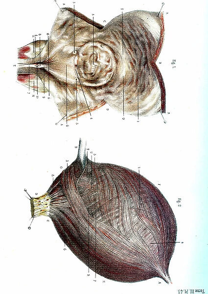 Bladder anatomy 1866 illustrations showing the internal (top) and external (bottom) anatomy of the male urinary bladder, showing its muscular coating (brown)