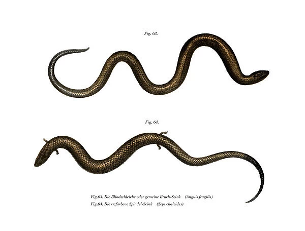 Blindworm (colour litho)
