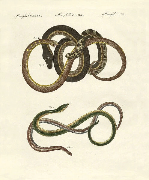 Blindworms (coloured engraving)