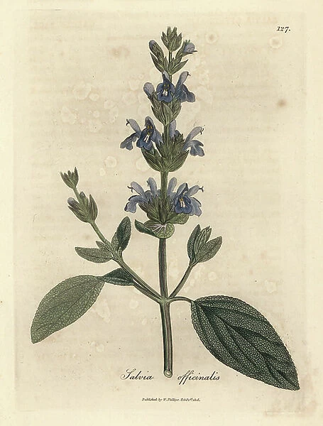 Blue flowered sage, Salvia officinalis
