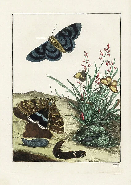 Blue lichenee and common phadet (procris) - Clifden nonpareil moth, Catocala fraxini, and small heath butterfly, Coenonympha pamphilus. Handcoloured copperplate engraving drawn