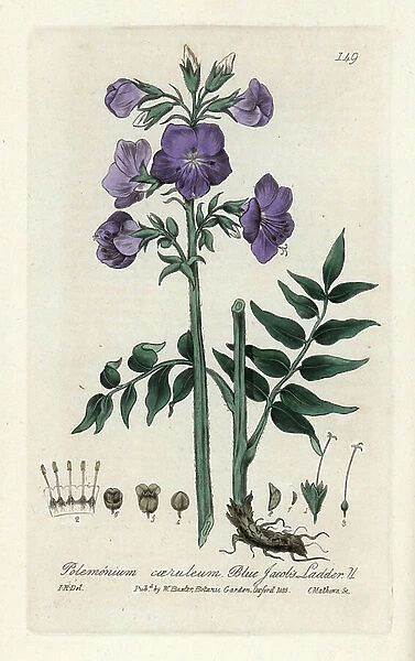 Blue polemoine or Greek valerian. Coloured copper engraving from a drawing by Isaac Russell from William Baxter's book 'English Botanical Phenomenes', 1834