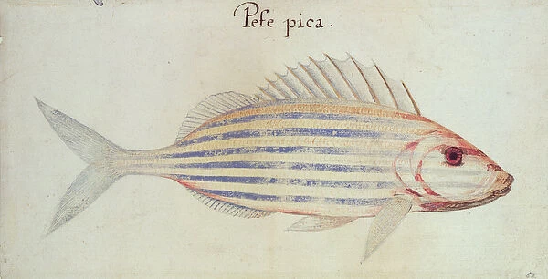Blue striped grunt fish (w  /  c on paper)