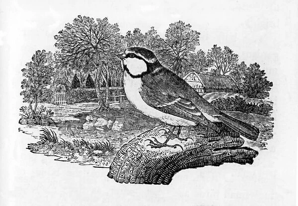 The Blue Titmouse, illustration from A History of British Birds by Thomas Bewick