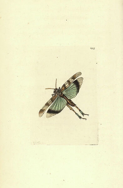 Blue-winged grasshopper, Oedipoda caerulescens (Caerulescent locust, Gryllus caerulescens). Illustration drawn and engraved by Richard Polydore Nodder. Handcoloured copperplate engraving from George Shaw