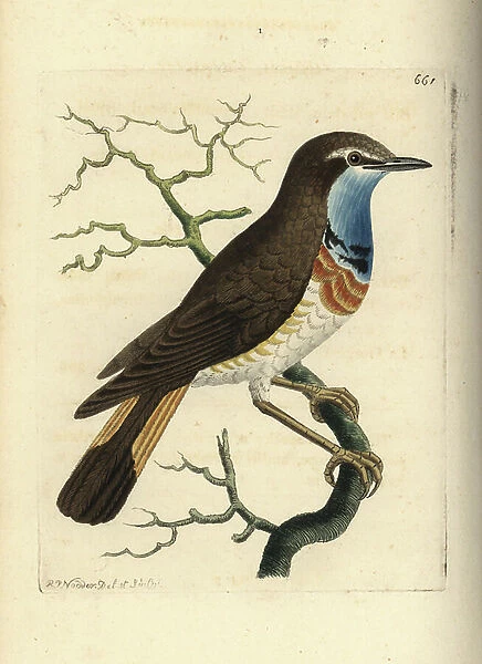 Bluethroat, Luscinia svecica (Swedish red-breast, Motacilla suecica). Illustration drawn and engraved by Richard Polydore Nodder. Handcoloured copperplate engraving from George Shaw and Frederick Nodder's The Naturalist's Miscellany, London, 1804