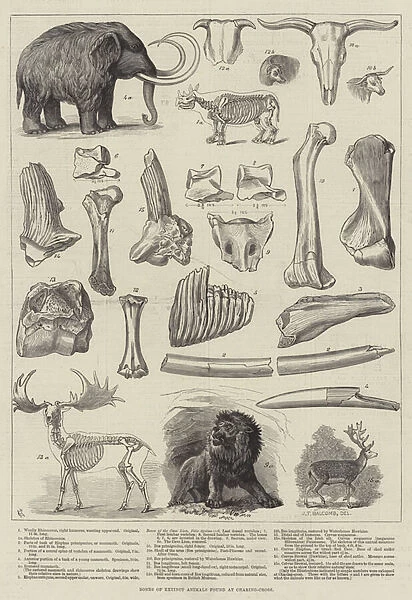 Bones of Extinct Animals found at Charing-Cross (engraving)