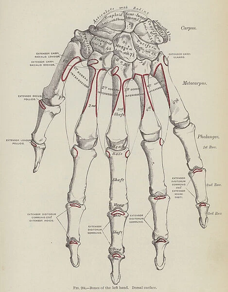 Bones of the left hand, Dorsal surface (engraving)