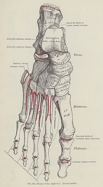 Bones of the right foot, Dorsal surface (engraving)