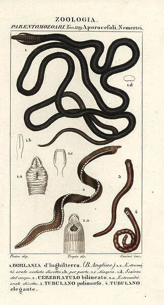 Bootlace worm, Lineus longissimus 1, Borlasia angliae 1, proboscis worm, Cerebratulus bilineatus 2, Cerebratulus bilineatus 2, ribbon worm, Tubulanus polimorphus 3, Tubulanus elegans 4