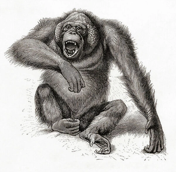 A Bornean orangutan, Pongo pygmaeus, also spelled orang-utan, orangutang, or orang-utang. From Meyers Lexicon, published 1924 (print)