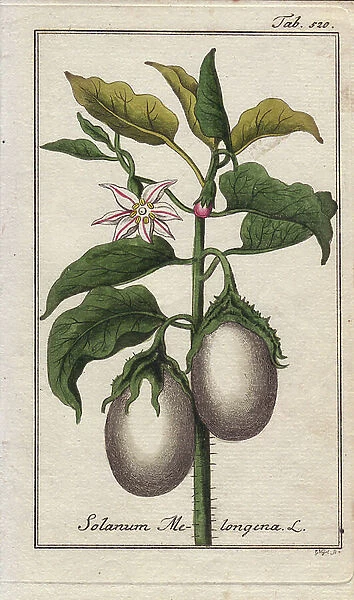 Botanical: Eggplant or eggplant, Solanum melongena. Handcoloured copperplate engraving by G. Vogel from a drawing by B. Thanner from Johannes Zorn's 'Icons plantarum medicinalium, ' Germany, 1796