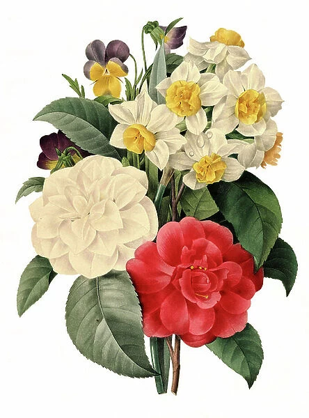 Bouquet of Camellias, Daffodils and Pansies, Digitally prepared reproduction of a watercolour drawing from 1827