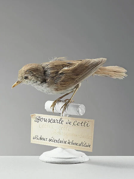Bouscarle de Cetti (Cettia cetti) - Cetti's warbler - Museum d'histoire naturelle de Marseille