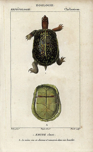 Box turtle, emyde close, Terrapene carolina. Near threatened. Handcoloured copperplate stipple engraving from Jussieu's ' Dictionary of Natural Sciences' 1816-1830