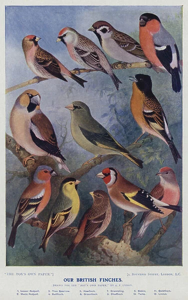 Our British finches (colour litho)