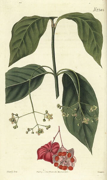 Broad-leaved spindle tree, Euonyms latifolius. Handcoloured copperplate engraving by Weddell after a botanical illustration by John Curtis from William Curtis' Botanical Magazine, Samuel Curtis, London, 1823