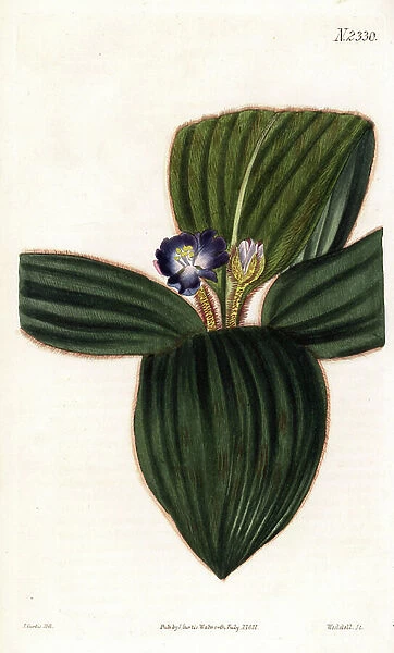 Brown spiderwort or bears ears, Siderasis fuscata (Stemless spiderwort, Tradescantia fuscata). Handcoloured copperplate engraving by Weddell after an illustration by John Curtis from Samuel Curtis's '' Botanical Magazine,'' London, 1822