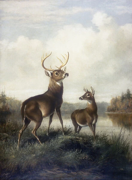 Buck and Doe, 1885 (oil on canvas)